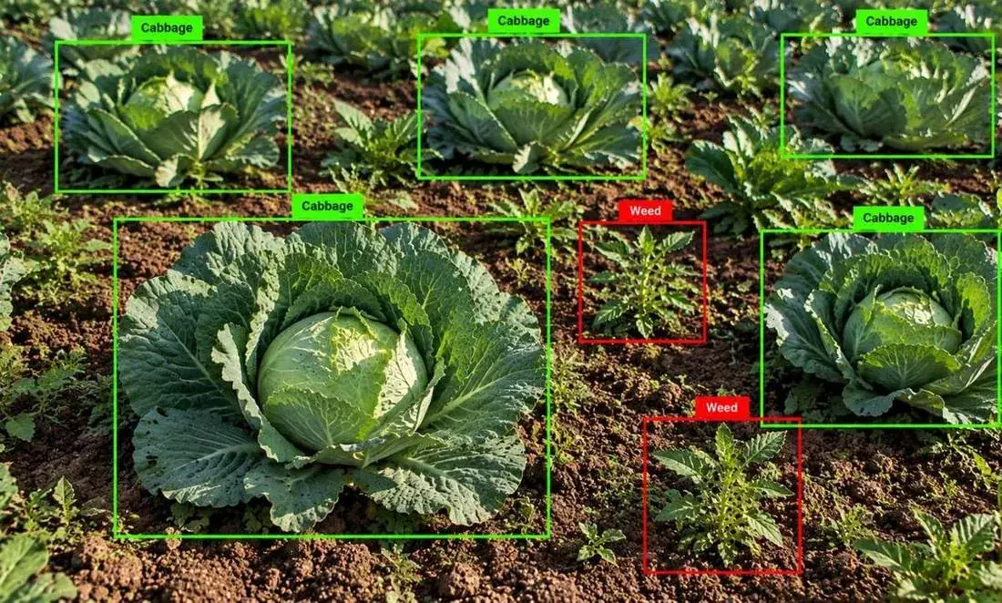 Cabbage field with annotated bounding boxes labelling cabbage and weeds